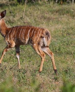 CQ2R7778 Nyala Calf, SA