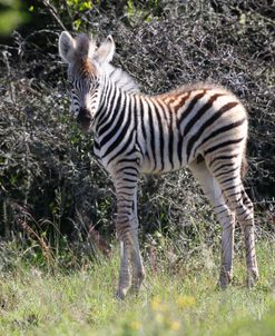 CQ2R6503 Burchells Zebra Foal, SA