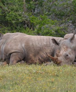 CQ2R6898 White Rhinoceros, SA