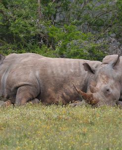 CQ2R6898 White Rhinoceros, SA