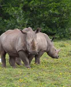 CQ2R6902 White Rhinoceros, SA