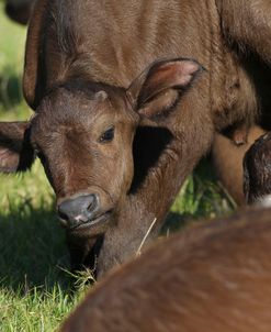 CQ2R8044 Cape Buffalo Calf, SA