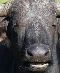 CQ2R8039 Cape Buffalo, SA