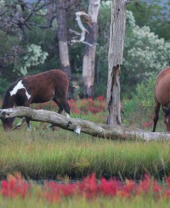 JQ4P3454 Chincoteague Ponies, Virginia, USA 2007