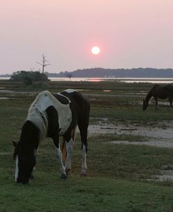 JQ4P3465 Chincoteague Ponies Grazing, Virginia, USA 2007