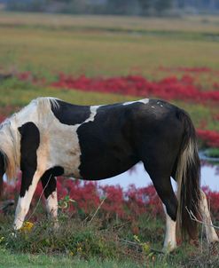 JQ4P3474 Chincoteague Pony Grazing, Virginia, USA 2007