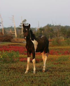 JQ4P3503 Chincoteague Foal, Virginia, USA 2007