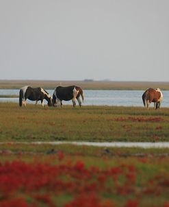 JQ4P3506 Chincoteague Ponies, Virginia, USA 2007