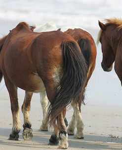 JQ4P3520 Chincoteague Ponies, Virginia, USA 2007