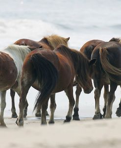 JQ4P3522 Chincoteague Ponies, Virginia, USA 2007