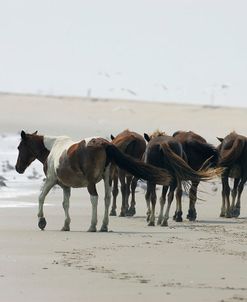 JQ4P3550 Chincoteague Ponies, Virginia, USA 2007