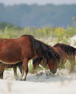 JQ4P3564 Chincoteague Ponies Grazing, Virginia, USA 2007