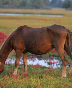 JQ4P3480 Chincoteague Pony Grazing, Virginia, USA 2007