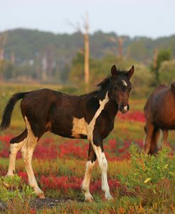 JQ4P3488 Chincoteague Foal, Virginia, USA 2007