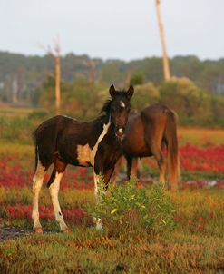 JQ4P3490 Chincoteague Foal, USA 2007