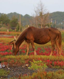 JQ4P3498 Chincoteague Pony Grazing, Virginia, USA 2007