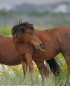 JQ4P3611 Chincoteague Pony, Virginia, USA 2007