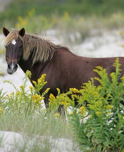 JQ4P3615 Chincoteague Pony, Virginia, USA 2007 2