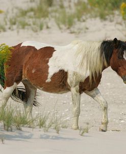 JQ4P3622 Chincoteague Pony, Virginia, USA 2007