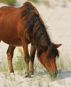 JQ4P3631 Chincoteague Pony Grazing, Virginia, USA 2007