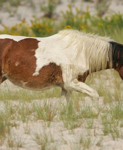 JQ4P3633 Chincoteague Pony, Virginia, USA 2007