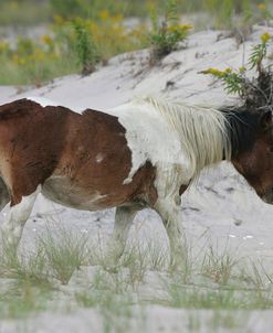 JQ4P3644 Chincoteague Pony, Virginia, USA 2007