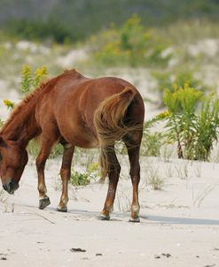 JQ4P3567 Chincoteague Pony Grazing, Virginia, USA 2007