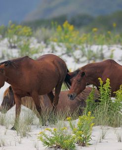 JQ4P3576 Chincoteague Ponies, Virginia, USA 2007 2