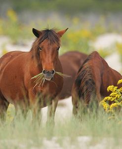 JQ4P3595 Chincoteague Ponies Grazing, Virginia, USA 2007