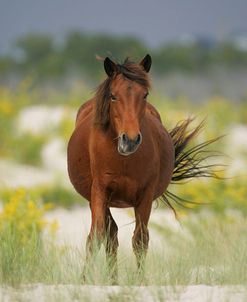 JQ4P3600 Chincoteague Pony, Virginia, USA 2007 2