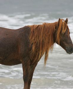 JQ4P3686 Chincoteague Pony Stallion In The Rain, Virginia, USA 2007