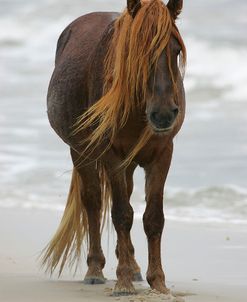 JQ4P3699 Chincoteague Pony Stallion, Virginia, USA 2007