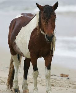 JQ4P3700 Chincoteague Pony, Virginia, USA 2007 2