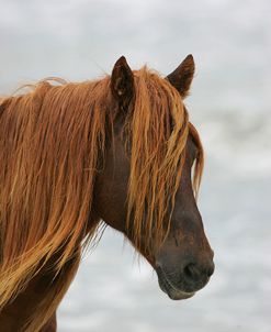 JQ4P3707 Chincoteague Pony Stallion, Virginia, USA 2007