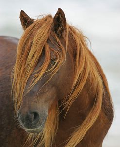 JQ4P3711 Chincoteague Pony Stallion, Virginia, USA 2007 2