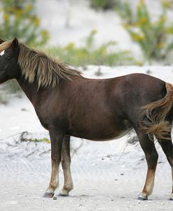 JQ4P3653 Chincoteague Pony, USA 2007