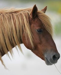 JQ4P3659 Chincoteague Pony, Virginia, USA 2007