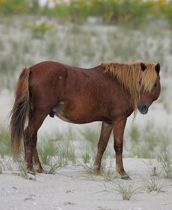 JQ4P3678 Chincoteague Pony StallionIn The Rain, Virginia, USA 2007