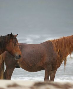 JQ4P3683 Chincoteague Ponies In The Rain, Virginia, USA 2007