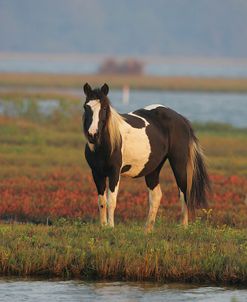 JQ4P3732 Chincoteague Pony, Virginia, USA 2007