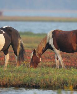 JQ4P3733 Chincoteague Ponies, Virginia, USA 2007