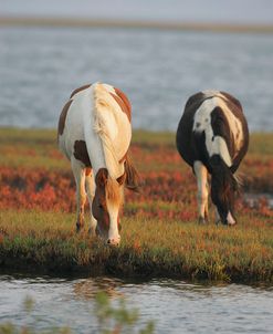 JQ4P3740 Chincoteague Ponies