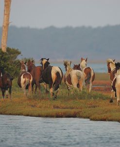 JQ4P3744 Chincoteague Ponies, Virginia, USA 2007