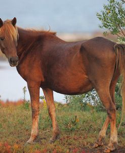 JQ4P3749 Chincoteague Pony