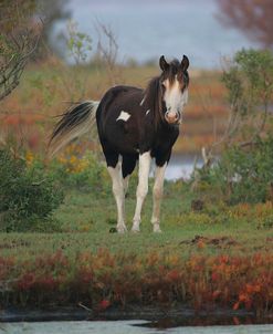 JQ4P3750 Chincoteague Pony, Virginia, USA 2007 2