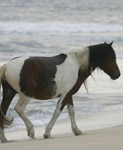 JQ4P3717 Chincoteague Pony, Virginia, USA 2007