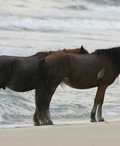 JQ4P3724 Chincoteague Ponies In The Rain, Virginia, USA 2007