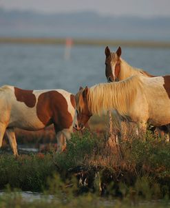 JQ4P3726 Chincoteague Ponies, Virginia, USA 2007