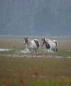JQ4P3786 Chincoteague Ponies In The Water, Virginia, USA 2007 2