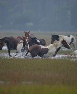 JQ4P3801 Chincoteague Ponies In The Water, Virginia, USA 2007 2